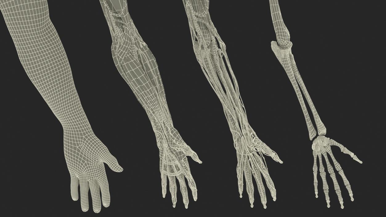 3D model Man Arm Anatomy Realistic