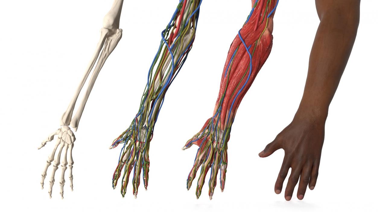 3D model Man Arm Anatomy Realistic