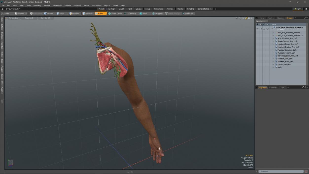 3D model Man Arm Anatomy Realistic