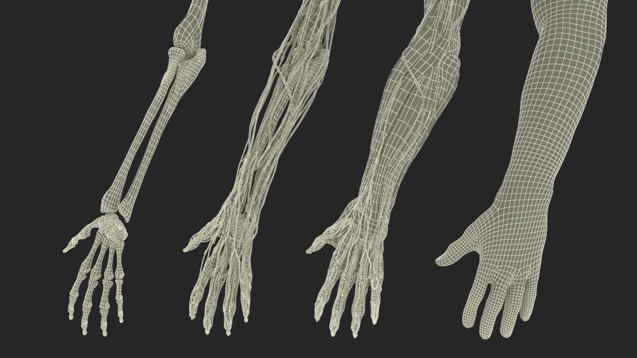 3D model Man Arm Anatomy Realistic