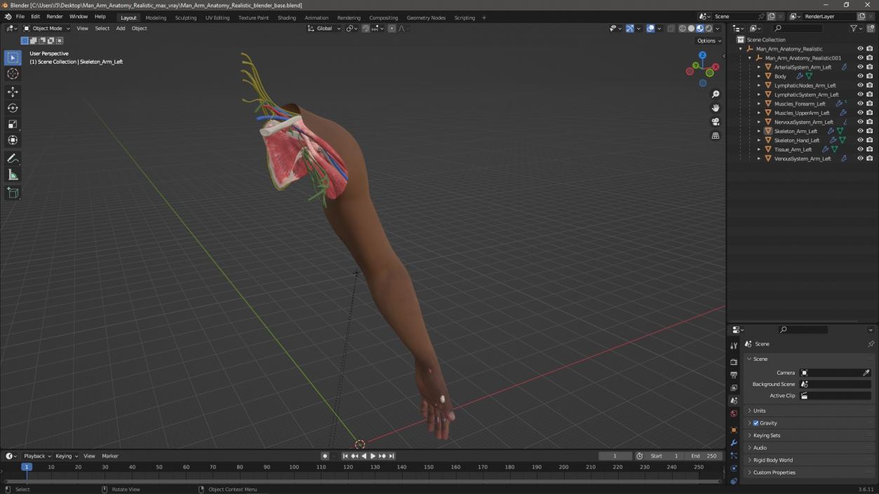 3D model Man Arm Anatomy Realistic