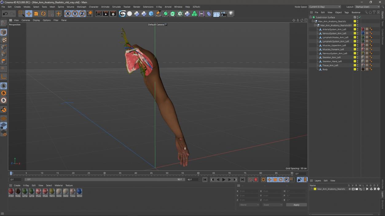 3D model Man Arm Anatomy Realistic