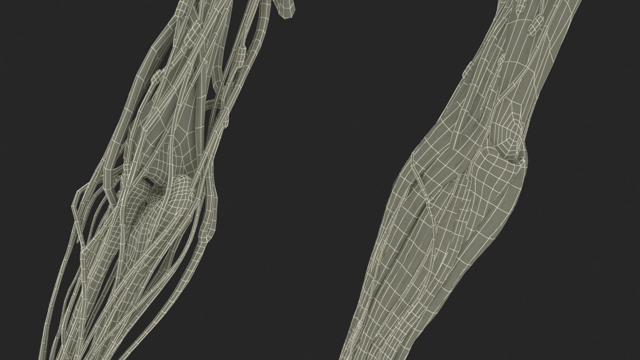 3D model Man Arm Anatomy Realistic