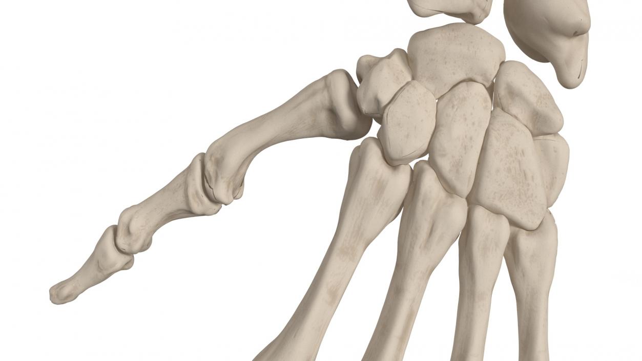 3D model Man Arm Anatomy Realistic