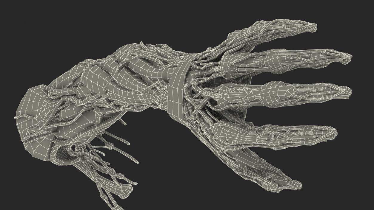 Female Left Arm Anatomy Skinless 3D