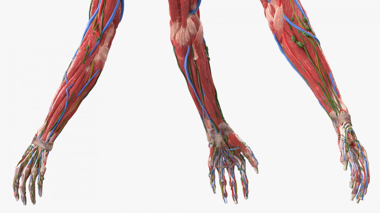 Female Left Arm Anatomy Skinless 3D