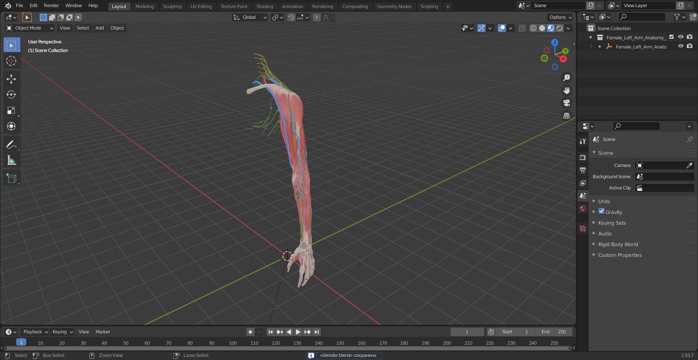 Female Left Arm Anatomy Skinless 3D