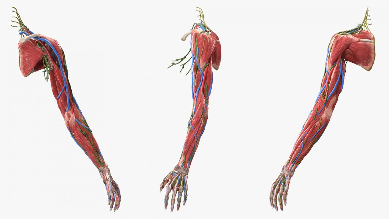 Female Left Arm Anatomy Skinless 3D