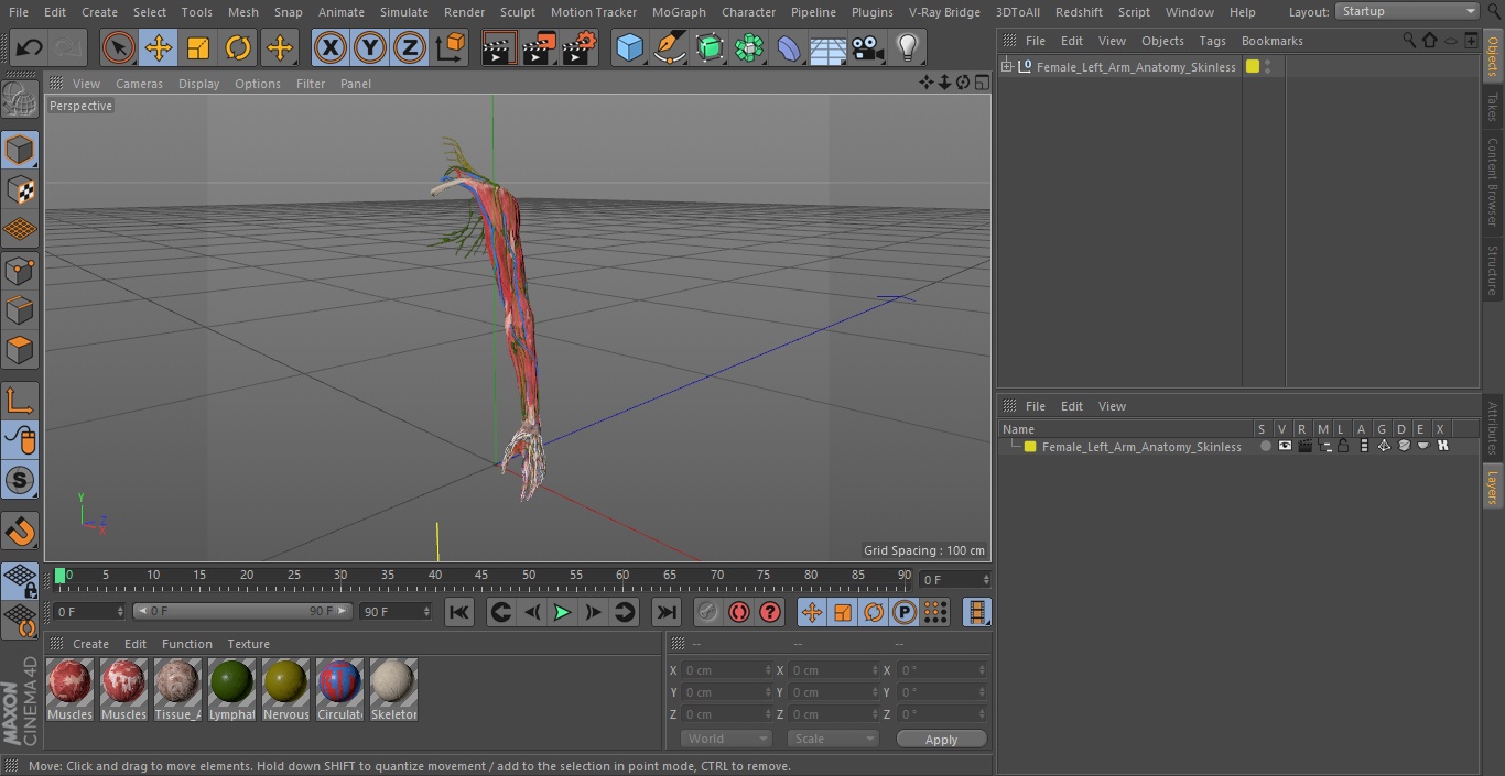 Female Left Arm Anatomy Skinless 3D