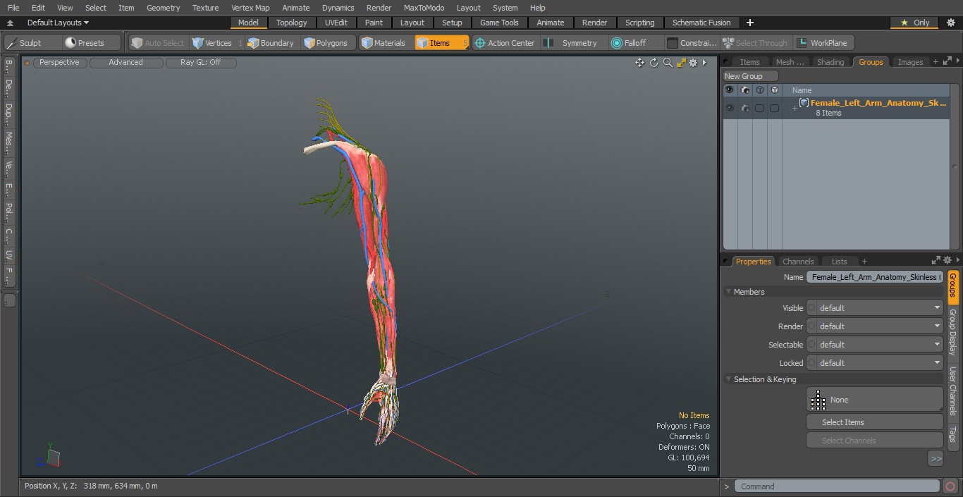 Female Left Arm Anatomy Skinless 3D