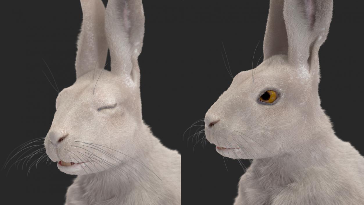 3D model White Hare with Fur Animated 2