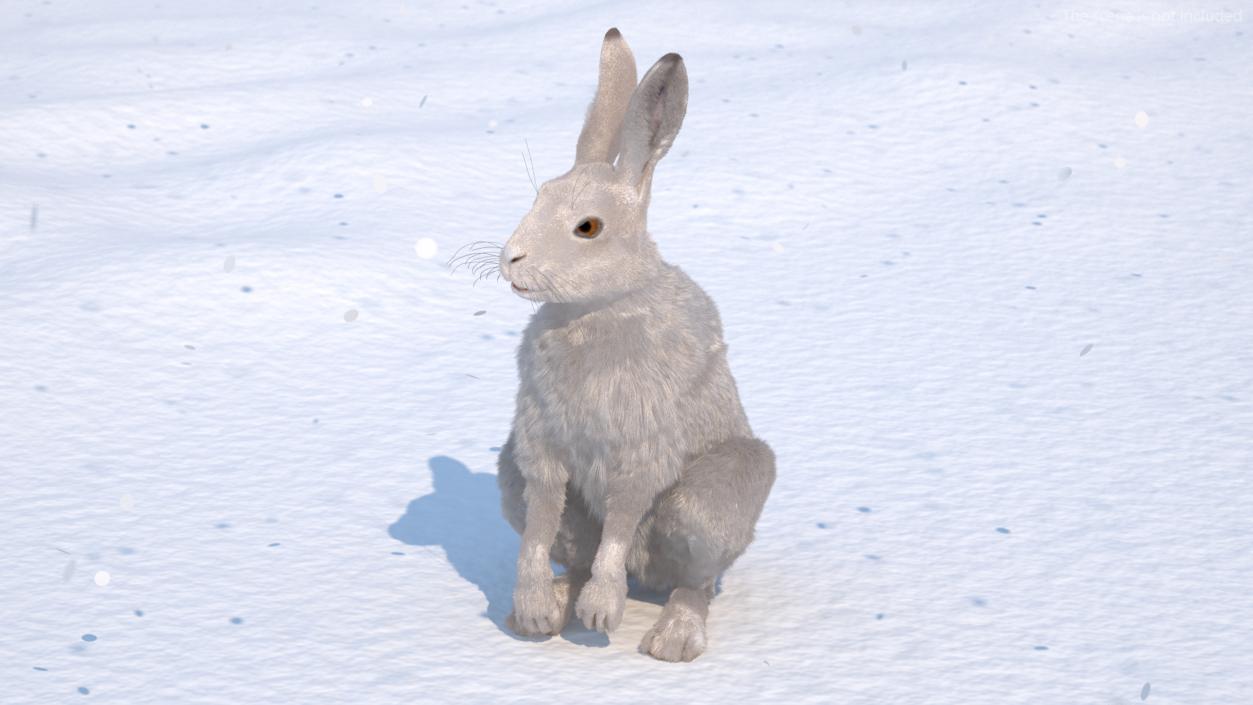 3D model White Hare with Fur Animated 2