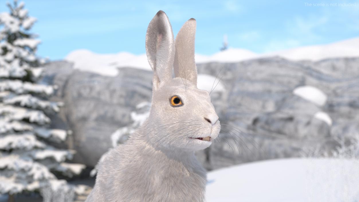 3D model White Hare with Fur Animated 2