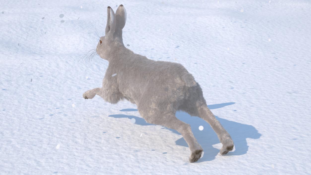 3D model White Hare with Fur Animated 2