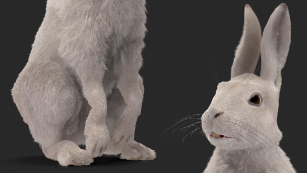 3D model White Hare with Fur Animated 2