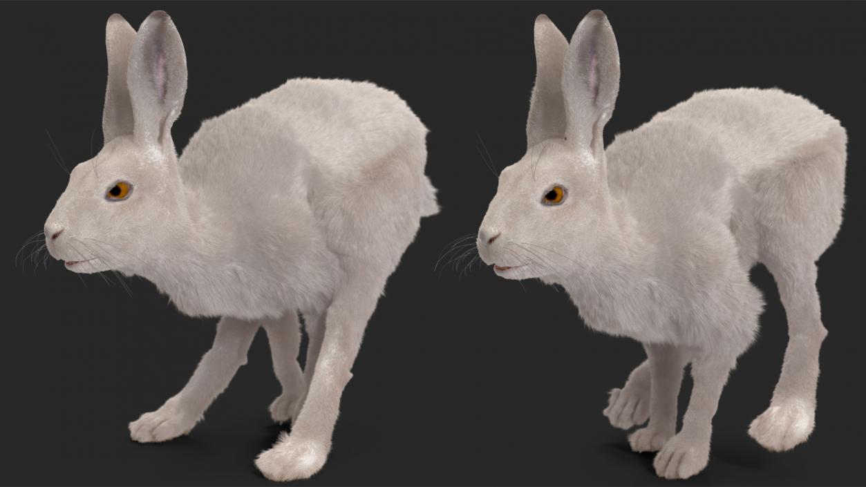 3D model White Hare with Fur Animated 2