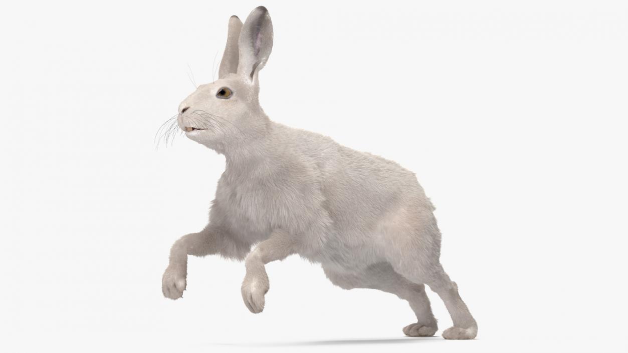 3D model White Hare with Fur Animated 2