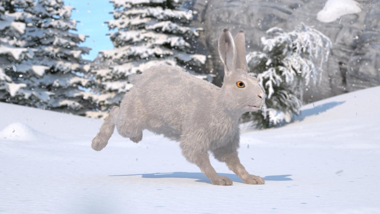 3D model White Hare with Fur Animated 2