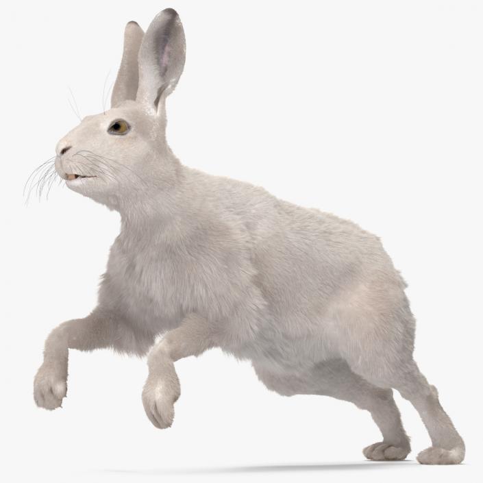 3D model White Hare with Fur Animated 2