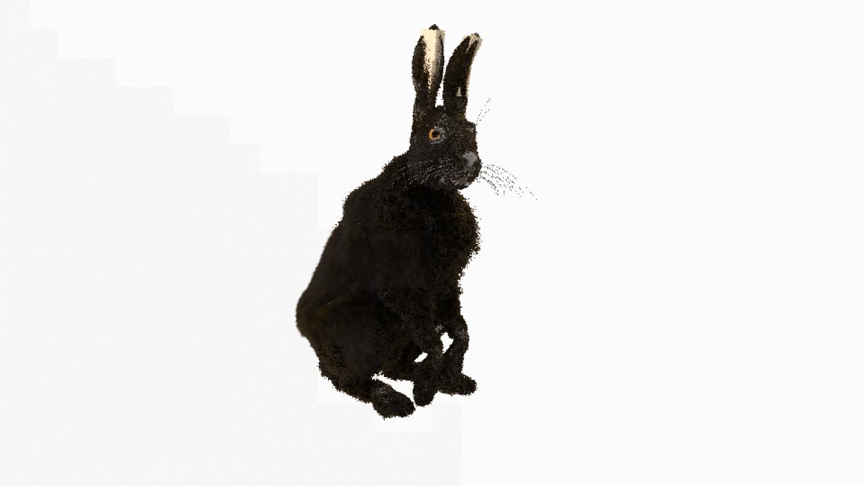 3D model White Hare with Fur Animated 2