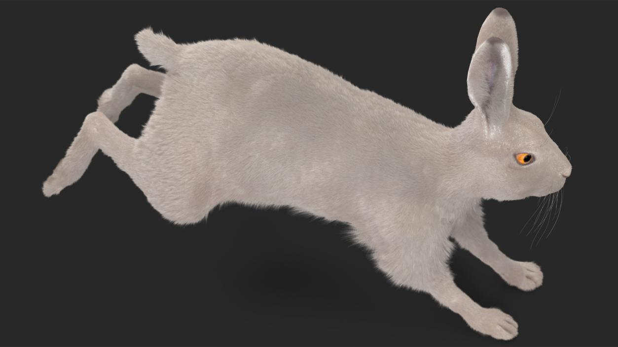 3D model White Hare with Fur Animated 2