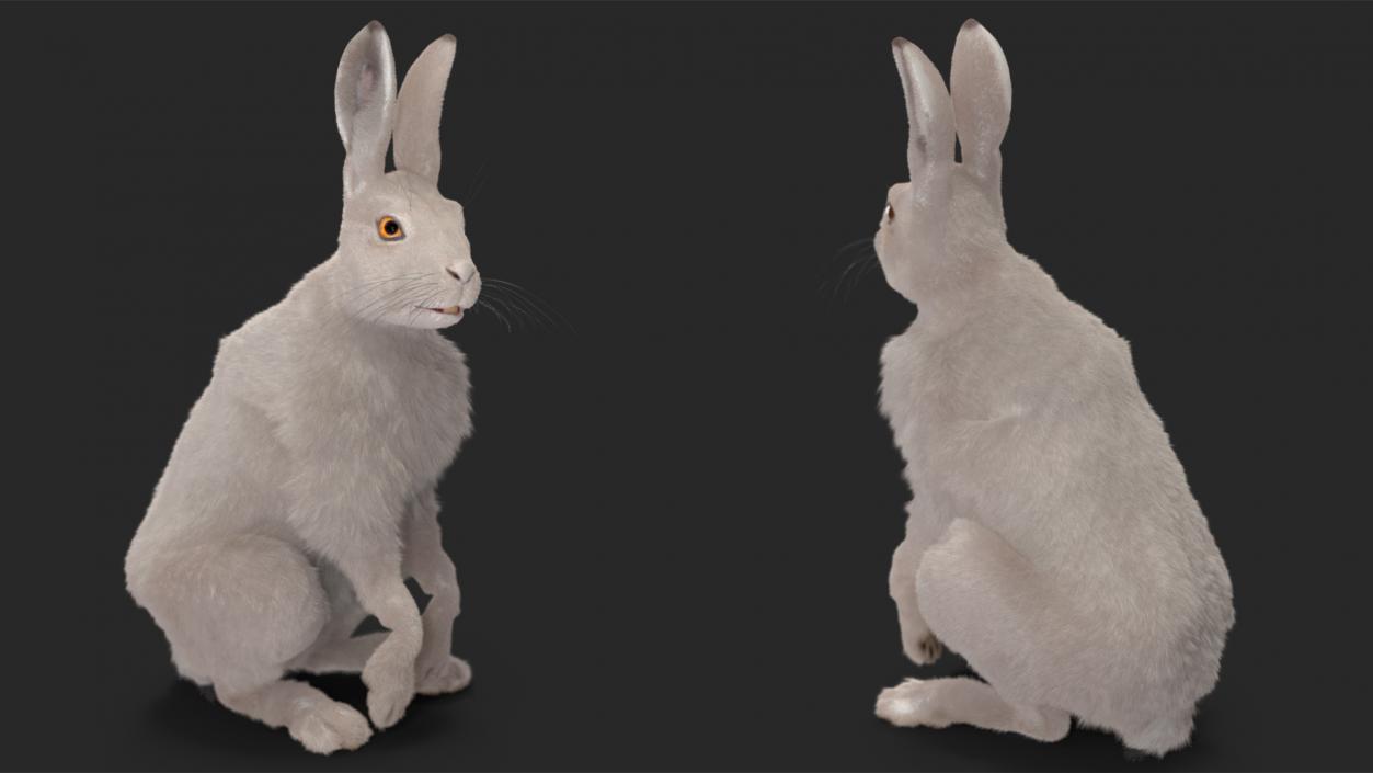 3D model White Hare with Fur Animated 2