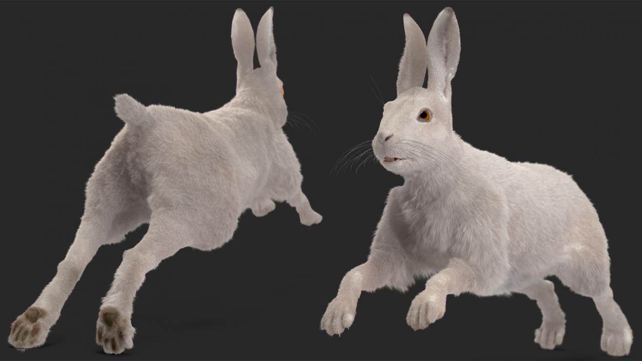 3D model White Hare with Fur Animated 2