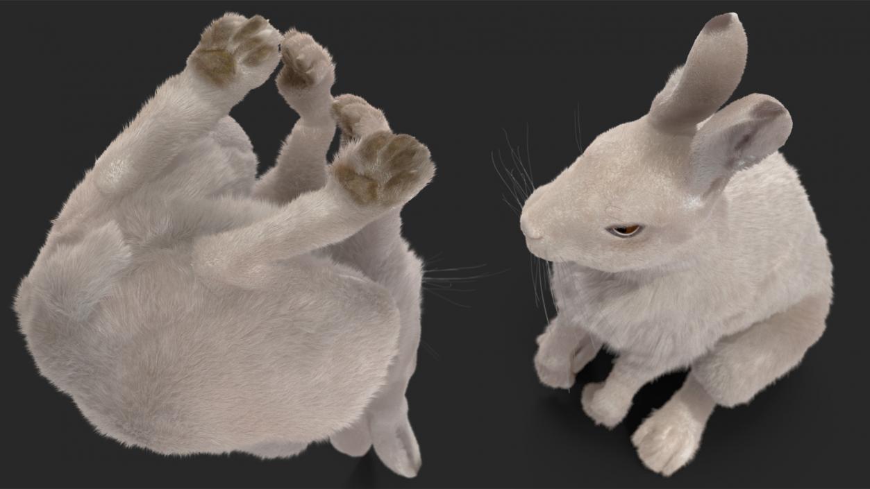 3D model White Hare with Fur Animated 2