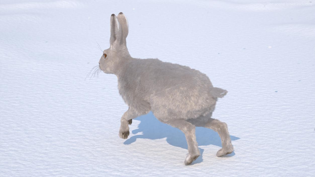 3D model White Hare with Fur Animated 2