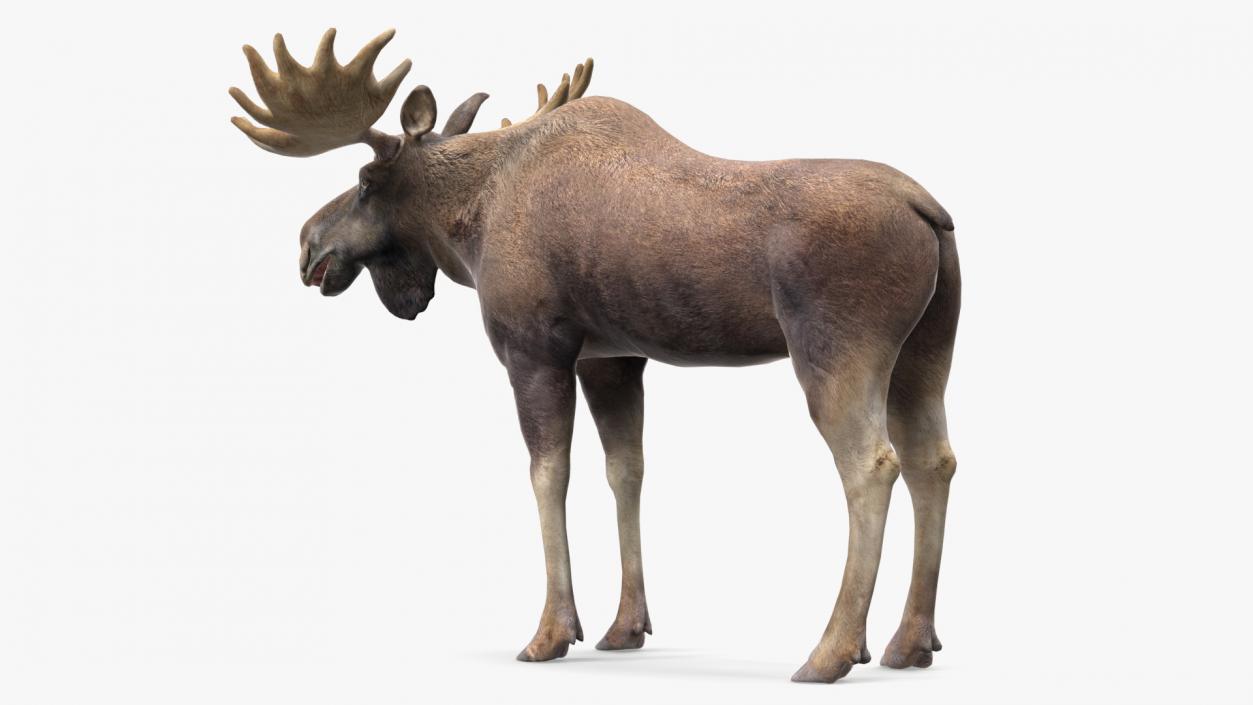 3D Elk No Fur Rigged for Maya