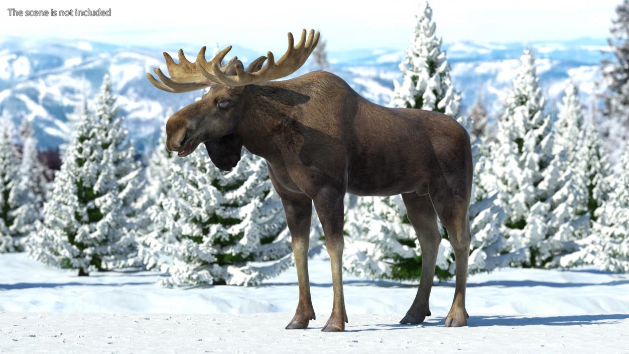 3D Elk No Fur Rigged for Maya