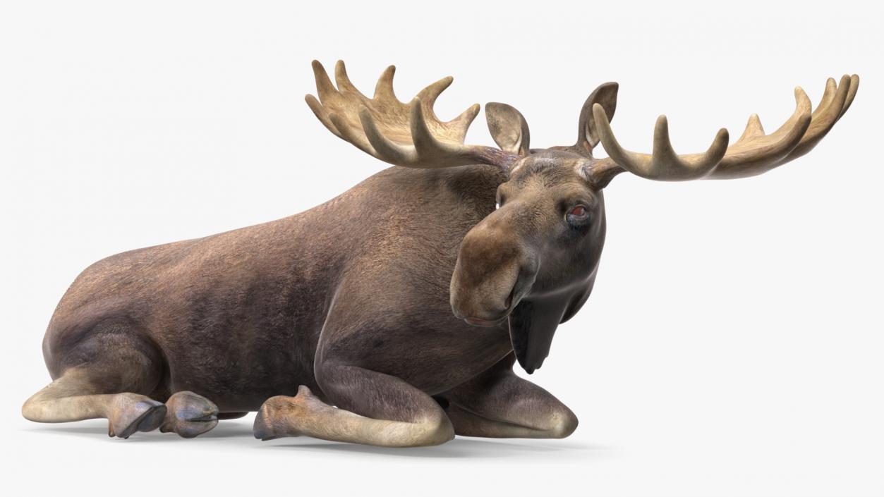 3D Elk No Fur Rigged for Maya