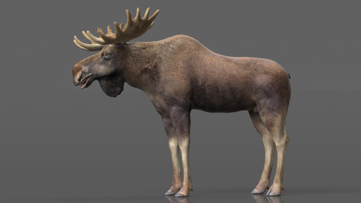 3D Elk No Fur Rigged for Maya