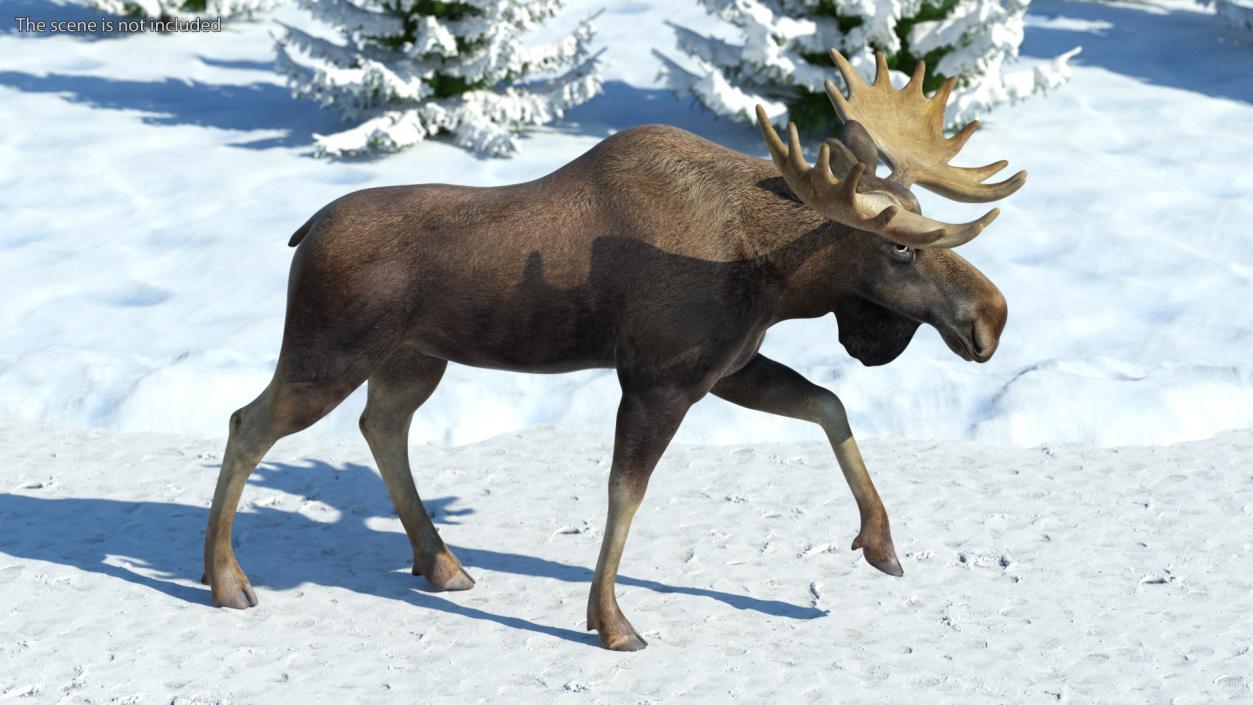 3D Elk No Fur Rigged for Maya