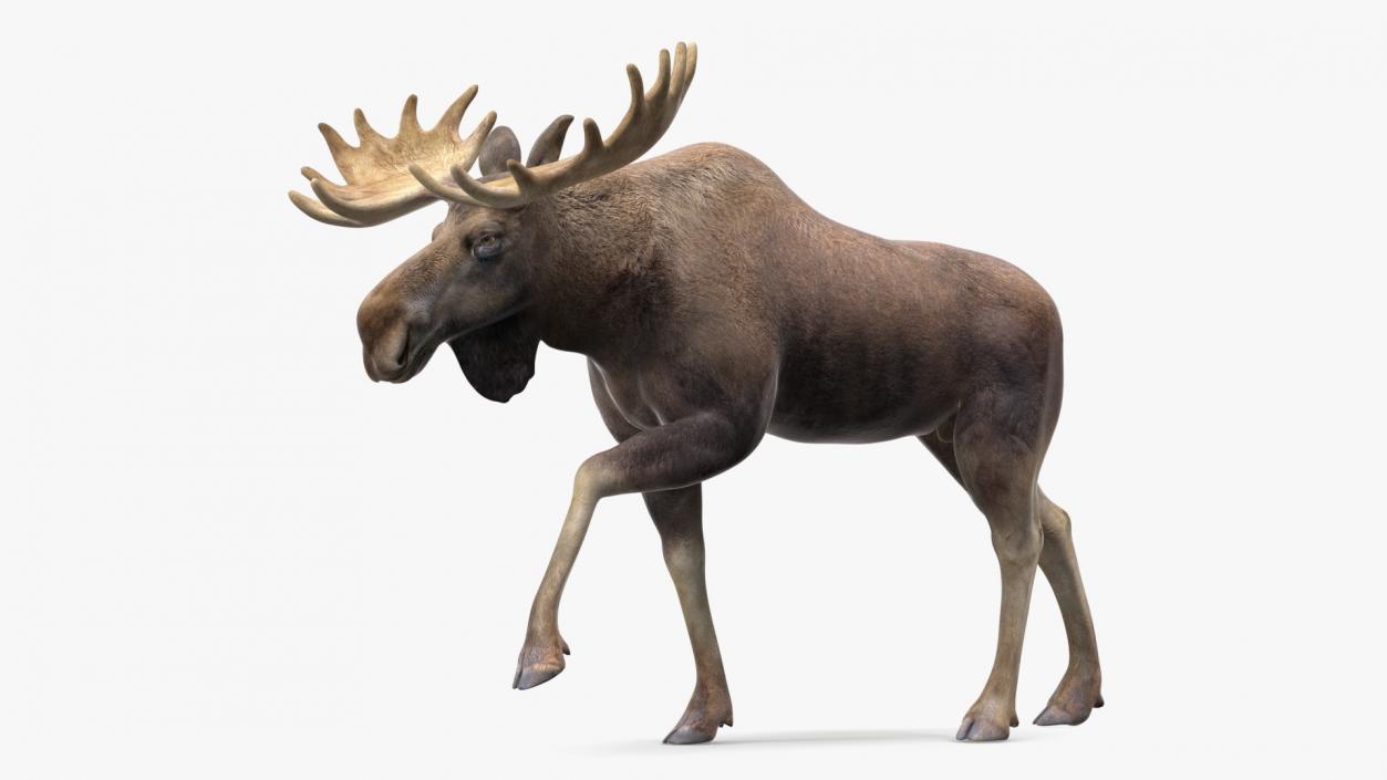 3D Elk No Fur Rigged for Maya