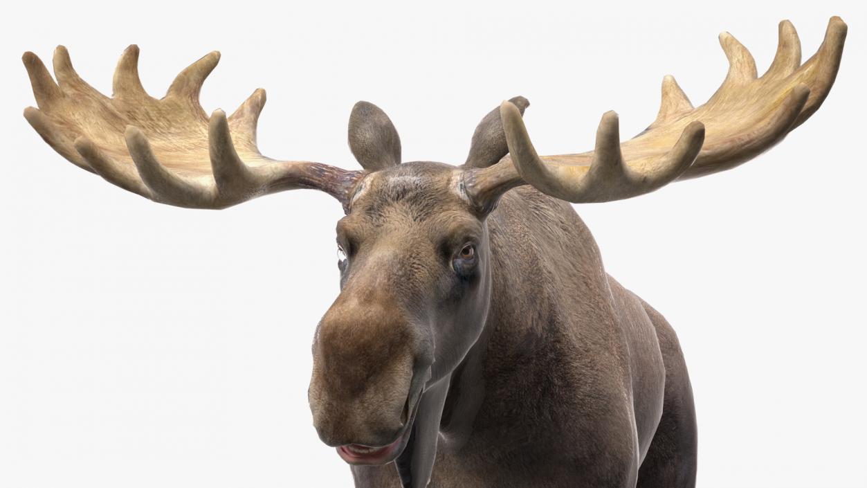 3D Elk No Fur Rigged for Maya