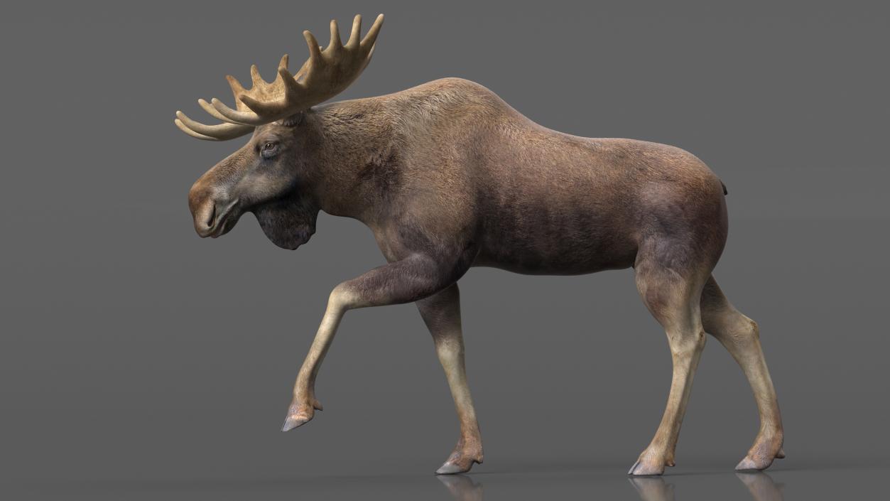 3D Elk No Fur Rigged for Maya