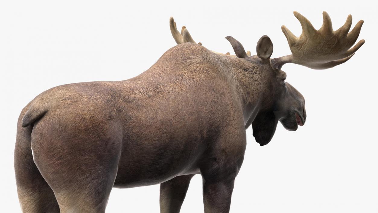 3D Elk No Fur Rigged for Maya