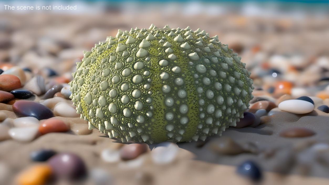 Scottish Sea Urchin Seashell Green 3D model