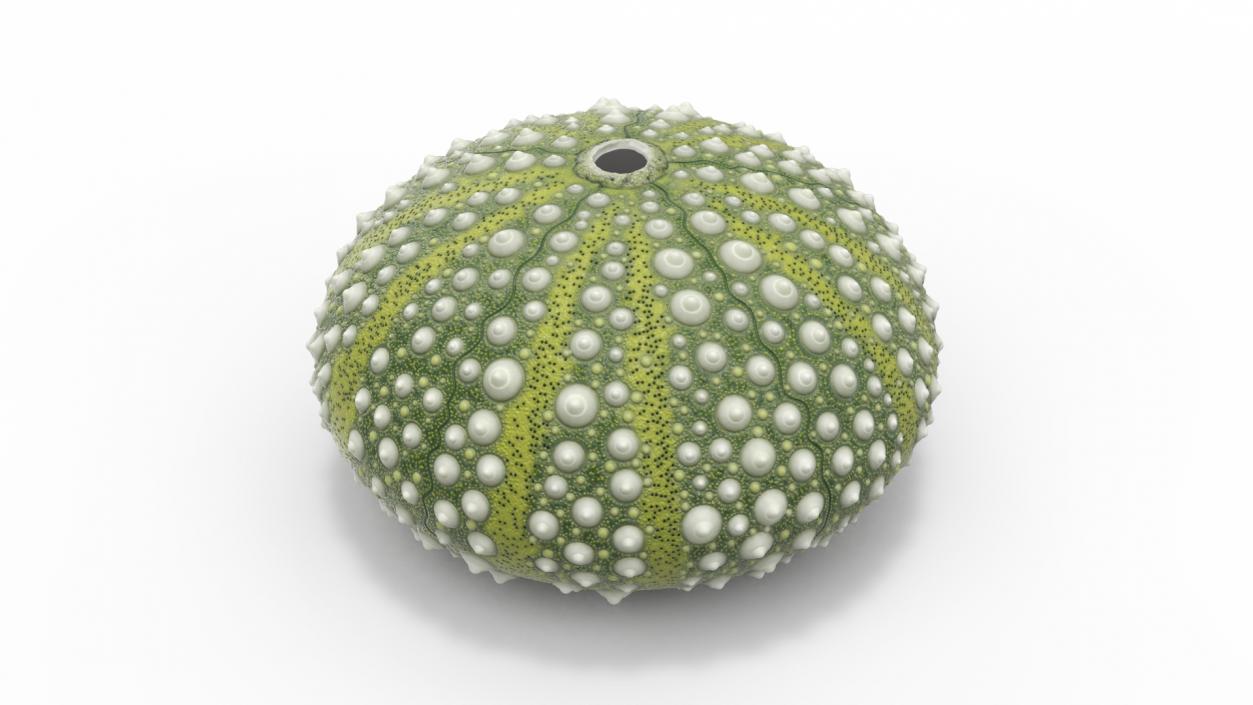 Scottish Sea Urchin Seashell Green 3D model