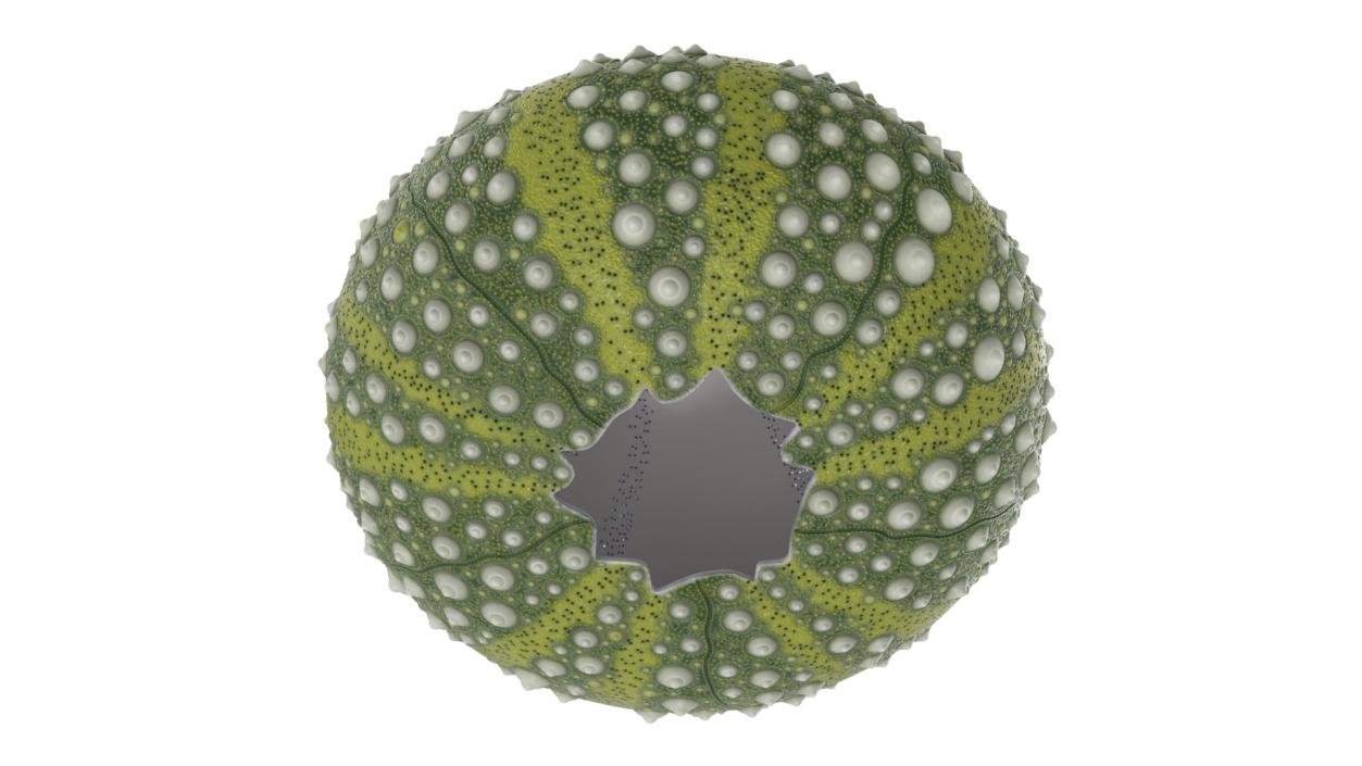 Scottish Sea Urchin Seashell Green 3D model