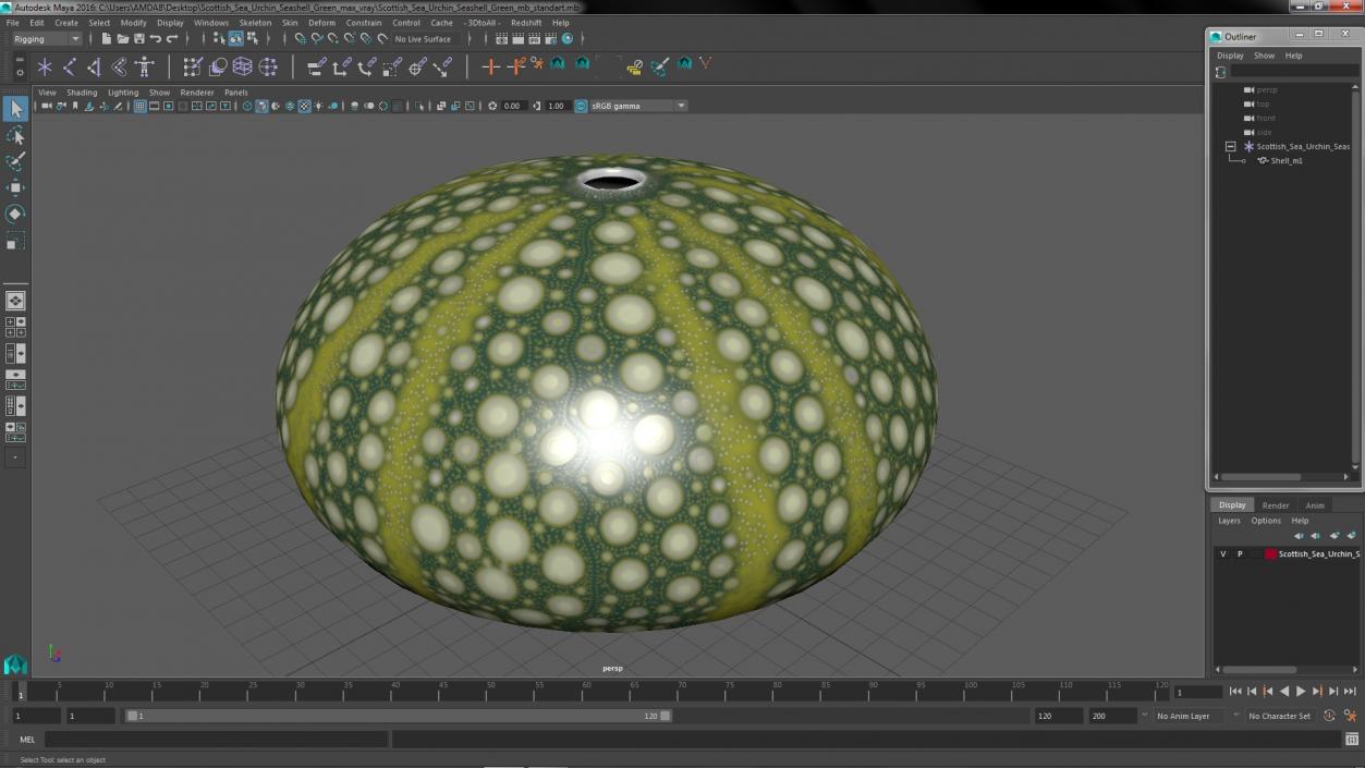 Scottish Sea Urchin Seashell Green 3D model