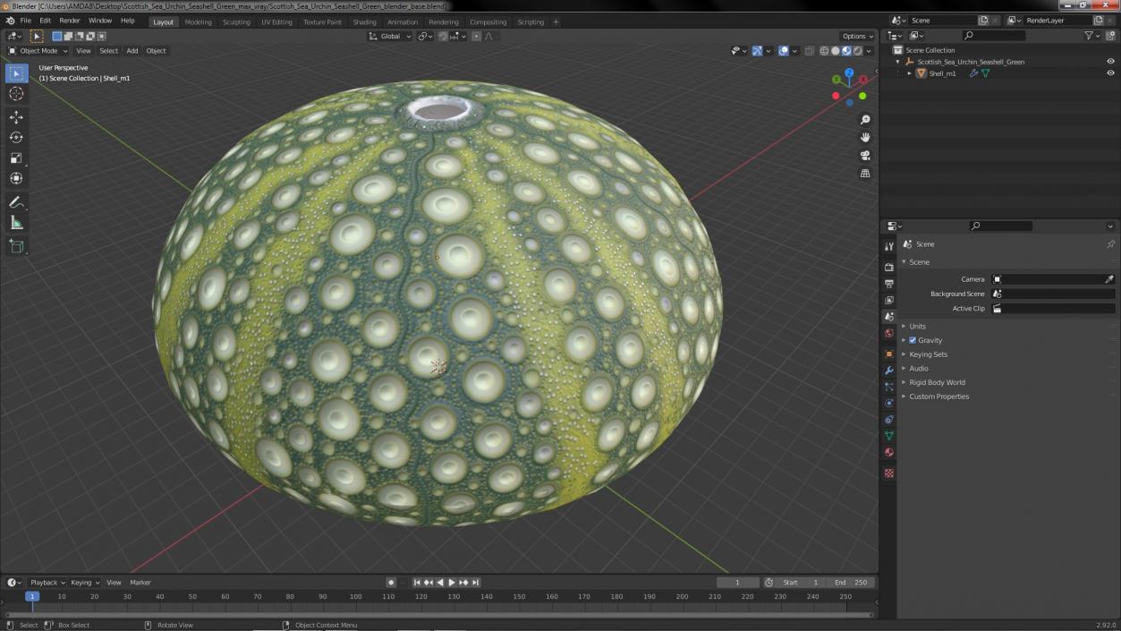 Scottish Sea Urchin Seashell Green 3D model
