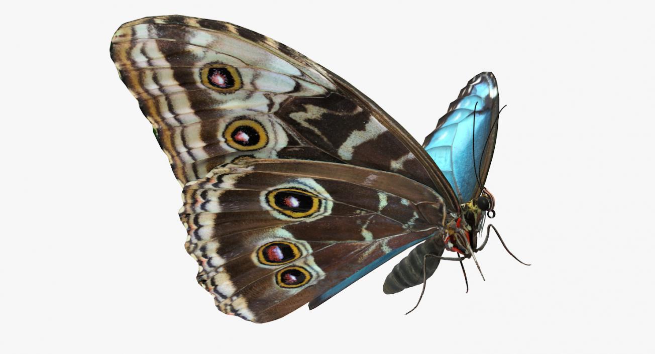 Morpho Peleides Butterfly Rigged 3D