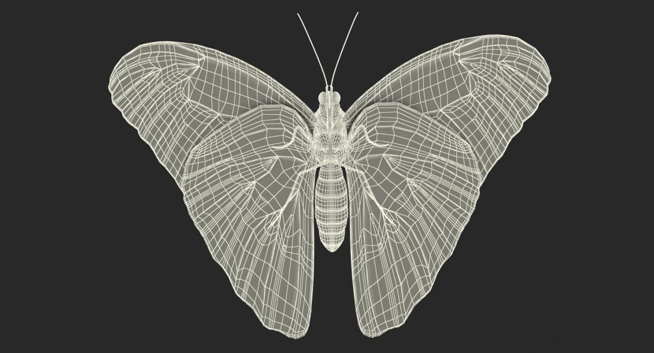 Morpho Peleides Butterfly Rigged 3D