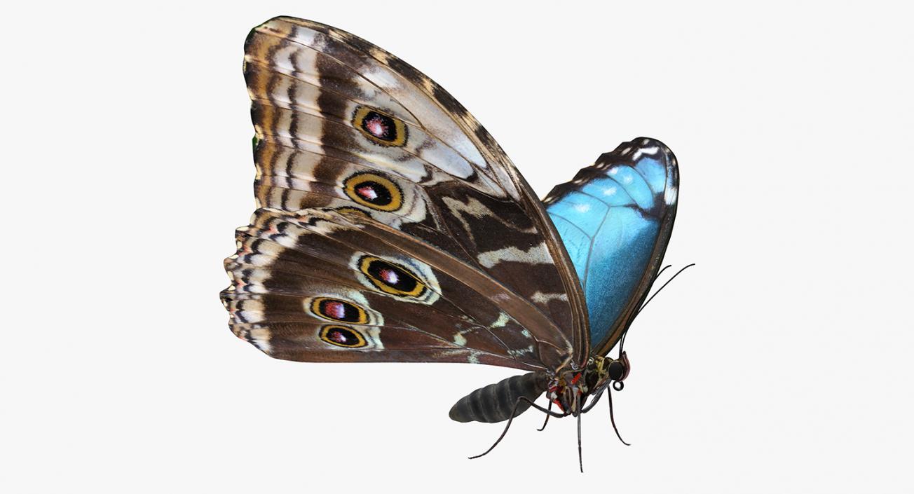 Morpho Peleides Butterfly Rigged 3D