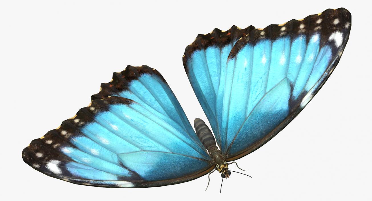 Morpho Peleides Butterfly Rigged 3D