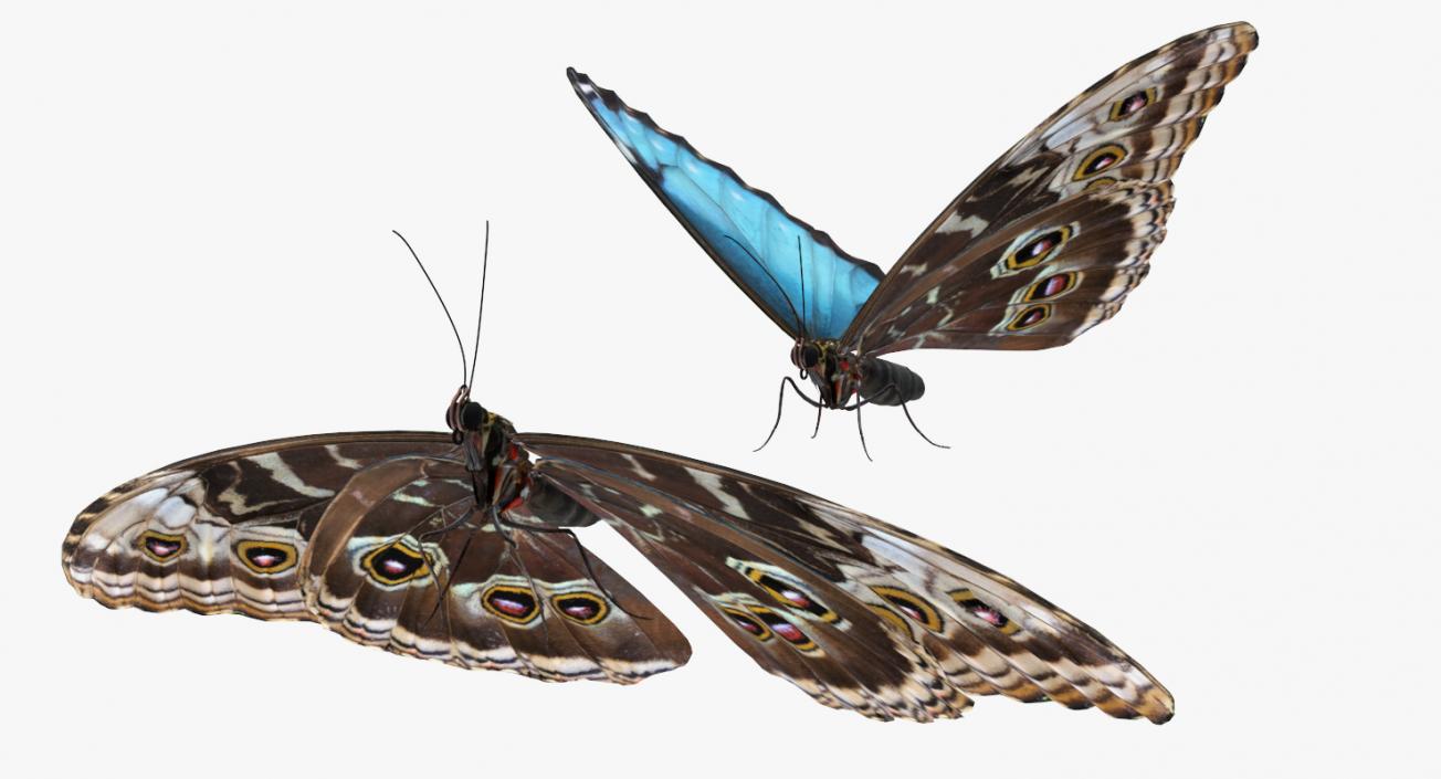 Morpho Peleides Butterfly Rigged 3D