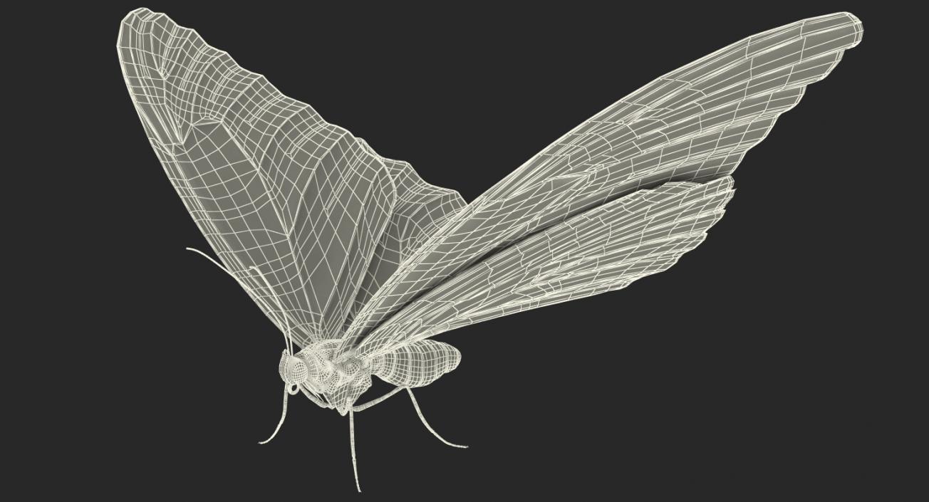 Morpho Peleides Butterfly Rigged 3D