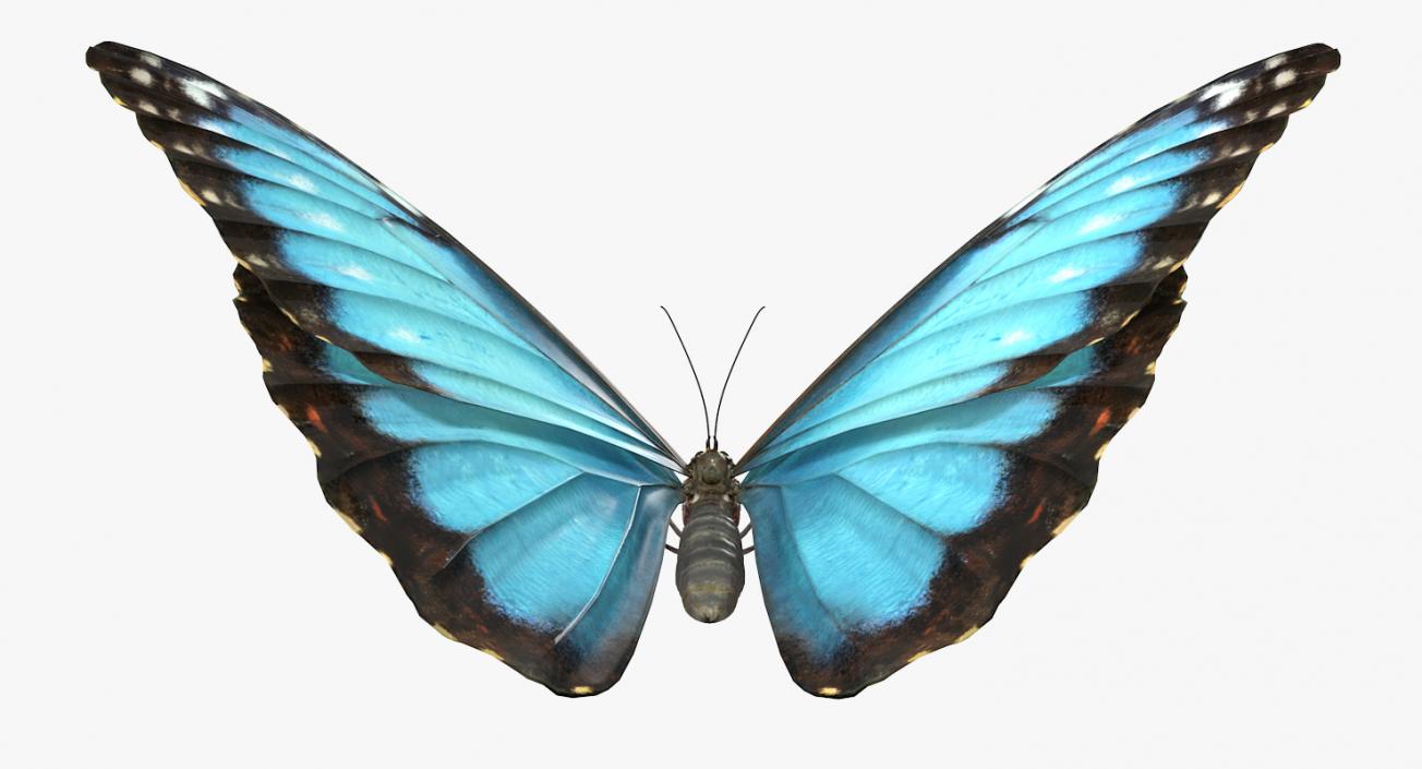 Morpho Peleides Butterfly Rigged 3D